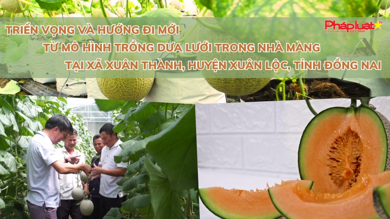 Triển vọng và hướng đi mới từ mô hình trồng dưa lưới trong nhà màng tại xã Xuân Thành, huyện Xuân Lộc, tỉnh Đồng Nai