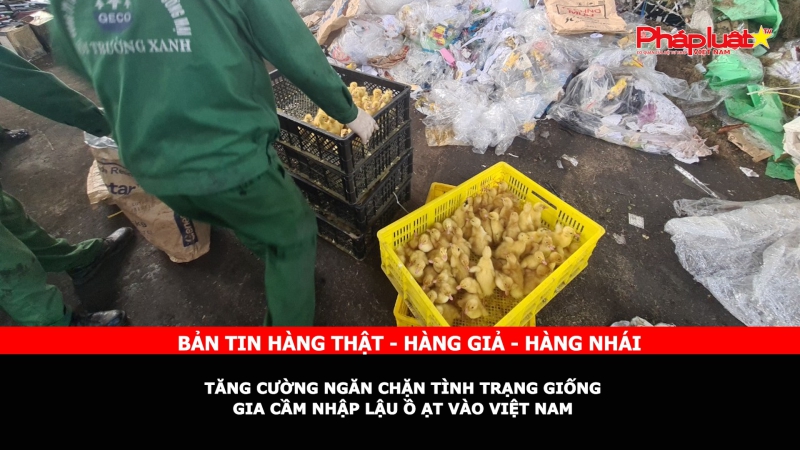 Bản tin chung tay cùng doanh nghiệp phòng chống Hàng gian- Hàng giả- Hàng nhái: Tăng cường ngăn chặn tình trạng giống gia cầm nhập lậu ồ ạt vào Việt Nam